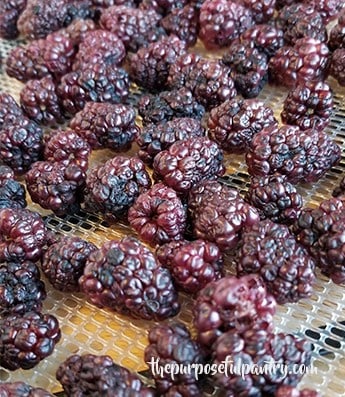 Dehydrated Blackberries