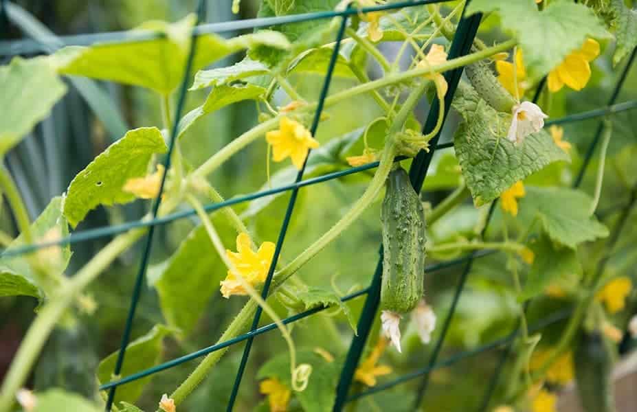 Cucumbers