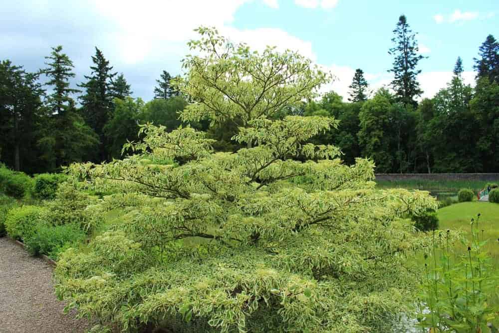 Giant Dogwood