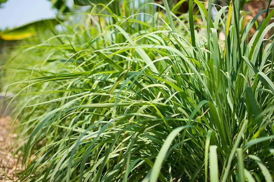 West Indian Lemongrass