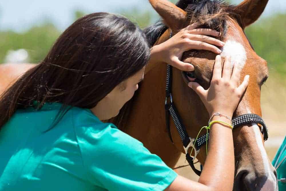 Equine Influenza