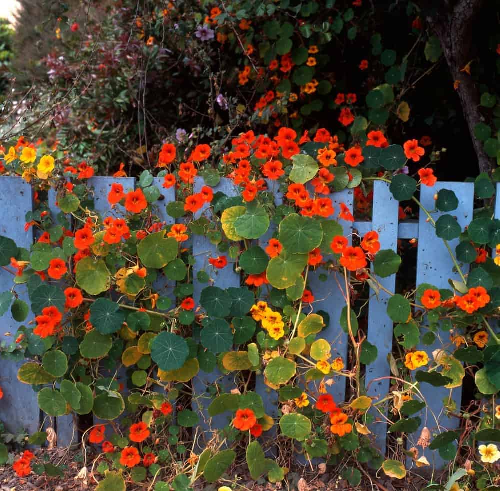 Nasturtiums