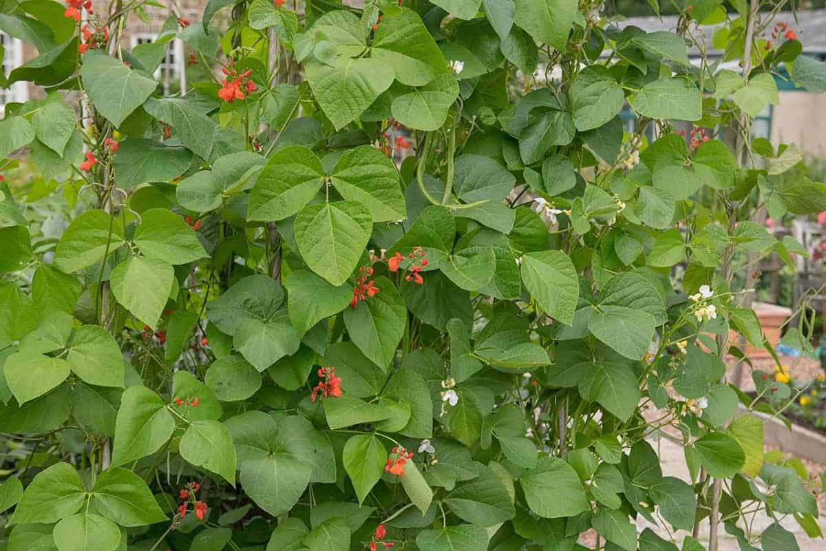 Scarlet or Peach Runner Beans (Phaseolus coccineus)