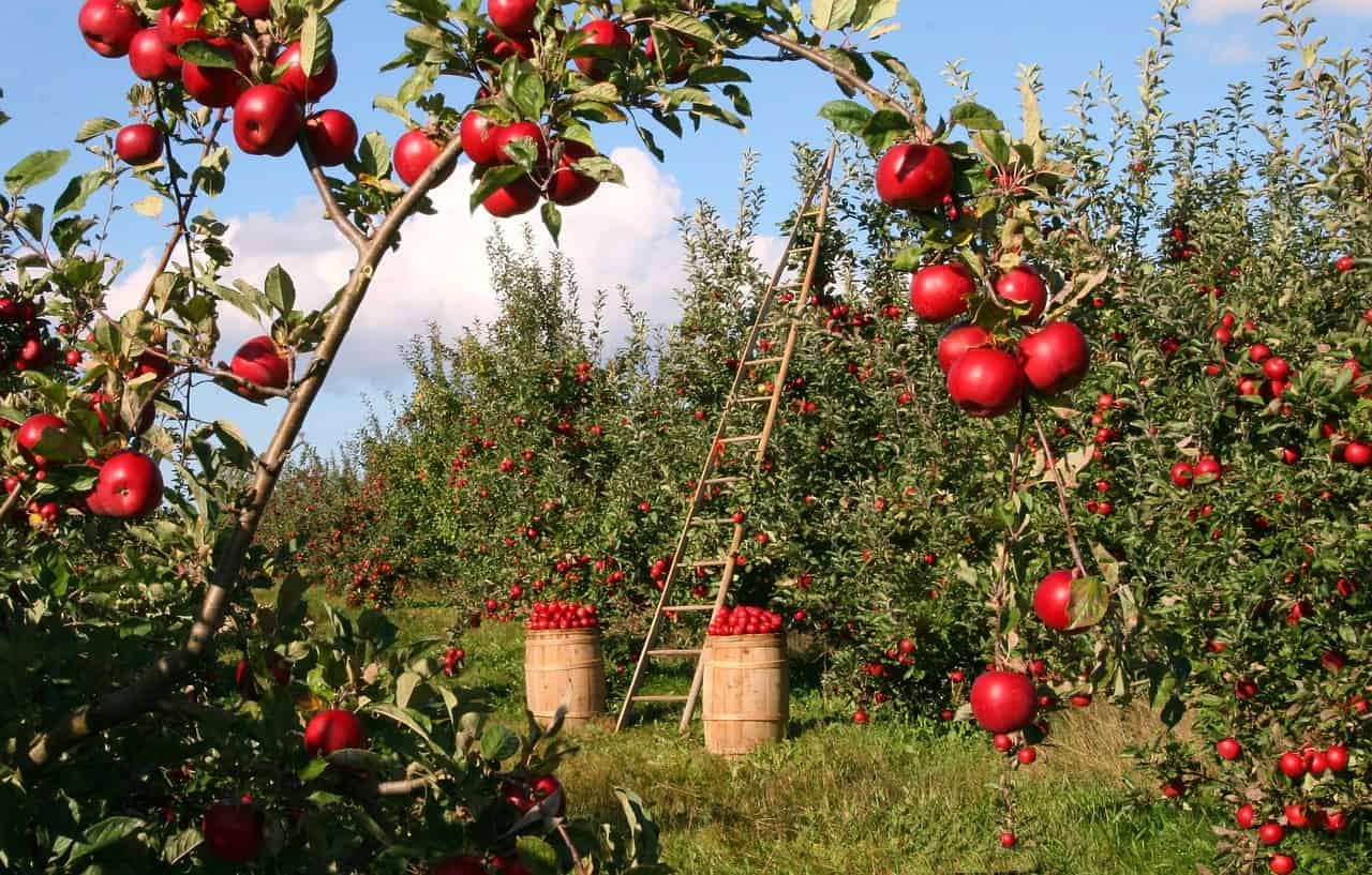 Buy from a Local Orchard