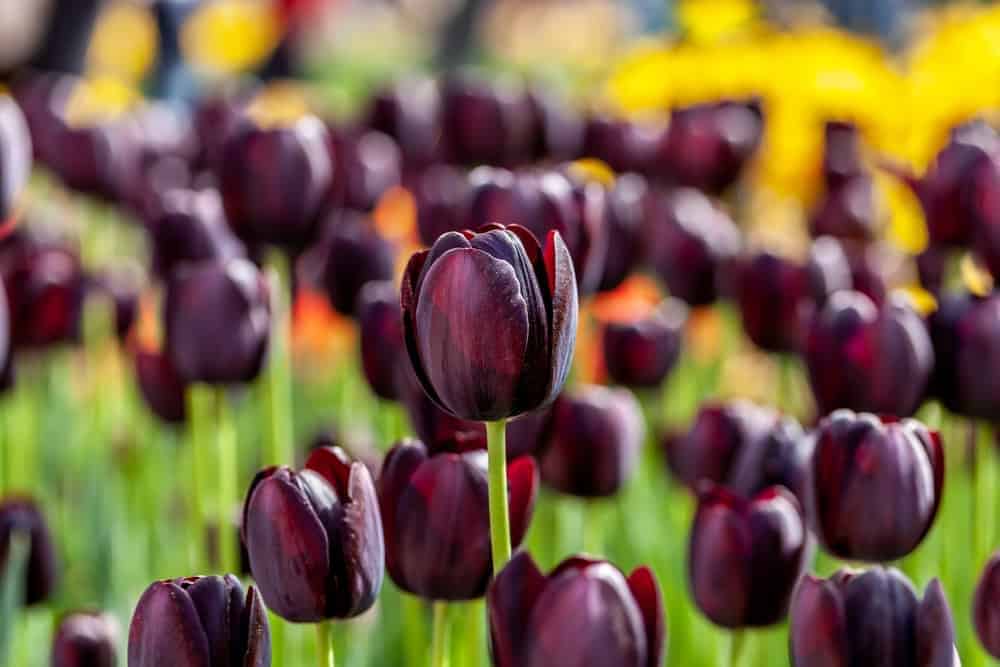 Tulips