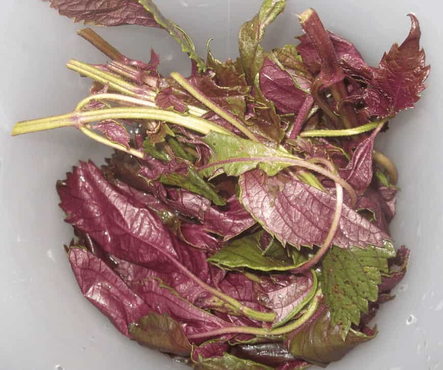 Shiso/Perilla