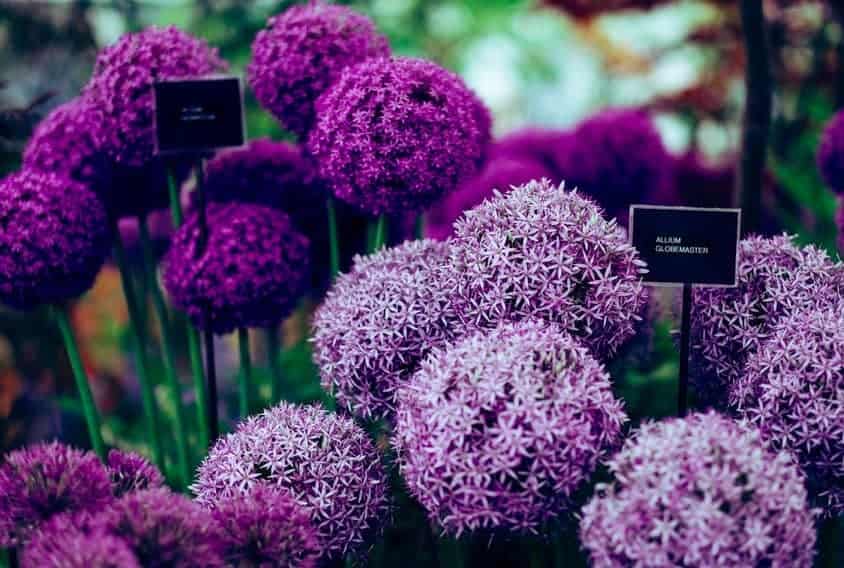 Alliums (Allium spp.)