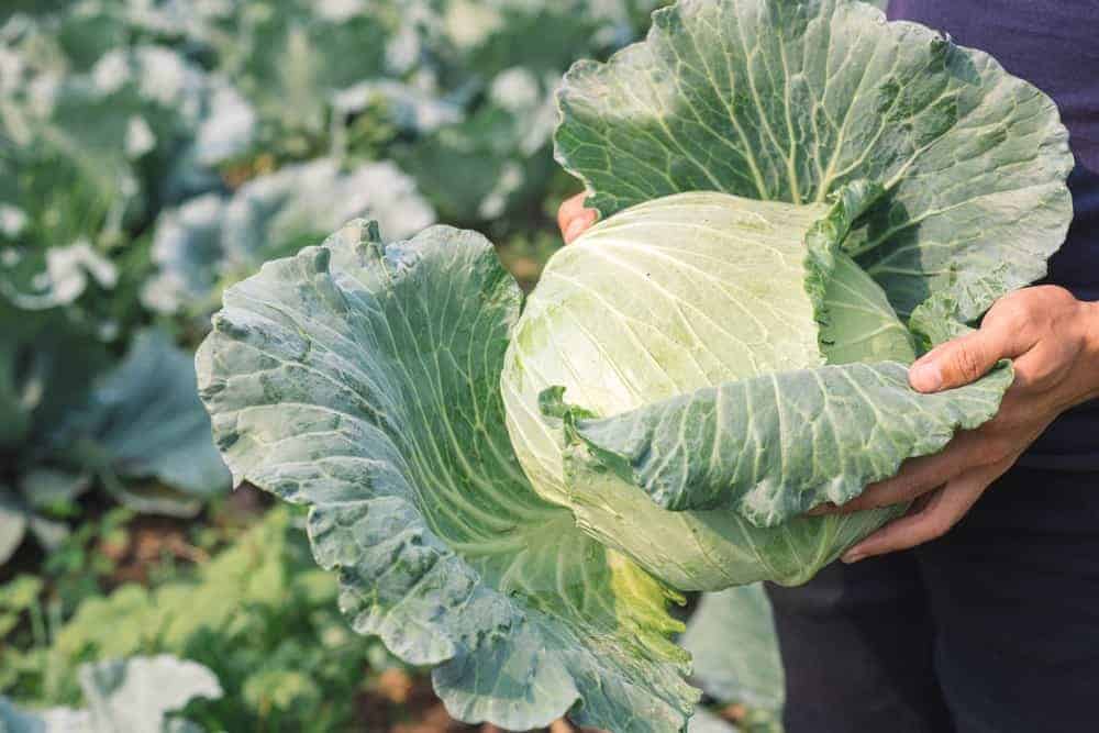 Cabbage