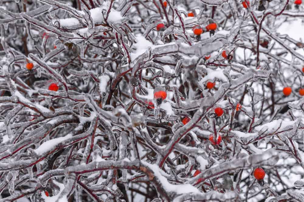 Rose Hips (Rosa spp.)