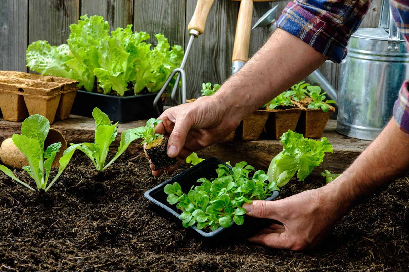 Traditional Inground Gardening