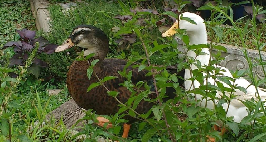 Molting Patterns for Mallard-Descendants