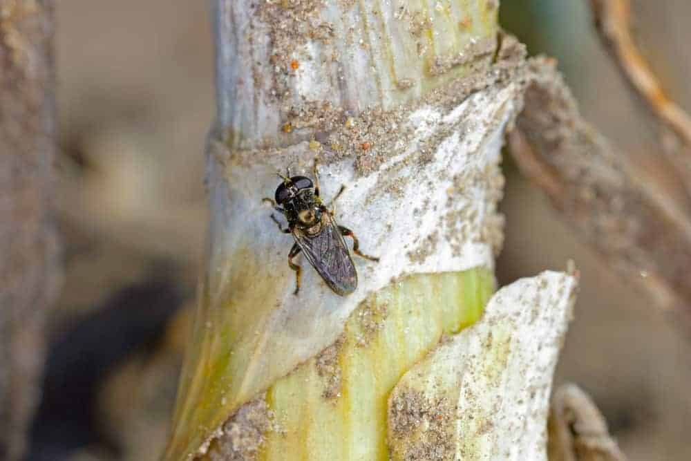 Lesser Bulb Flies