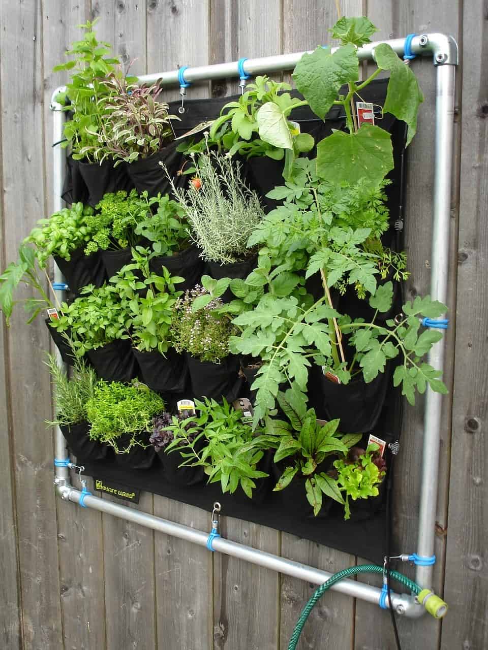 Vertical Gardening Types