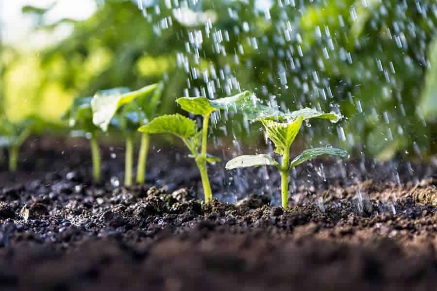 Plant Seeds Outdoors