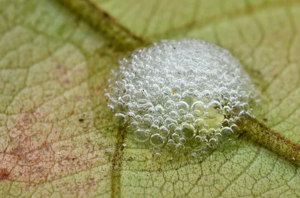 Recognizing Spittlebugs in Your Garden