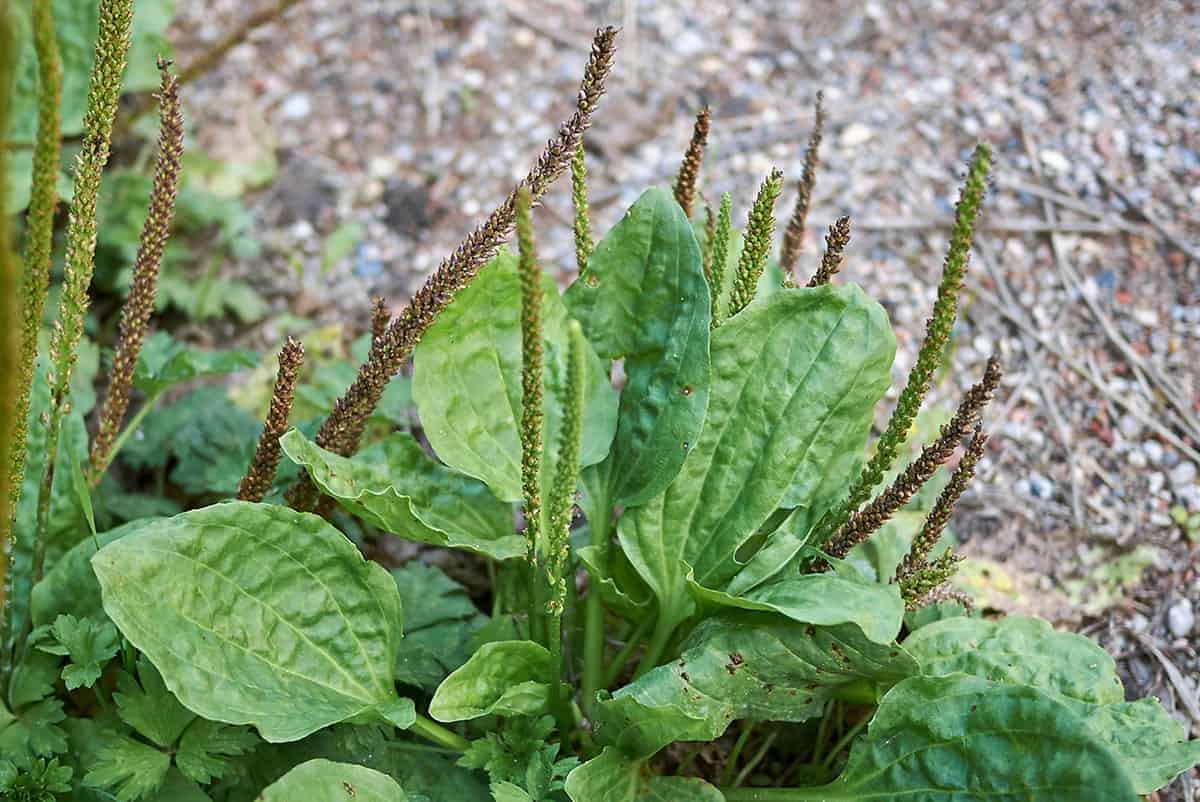 Broadleaf Plantain