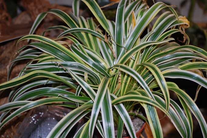 Variegated Spider Fern