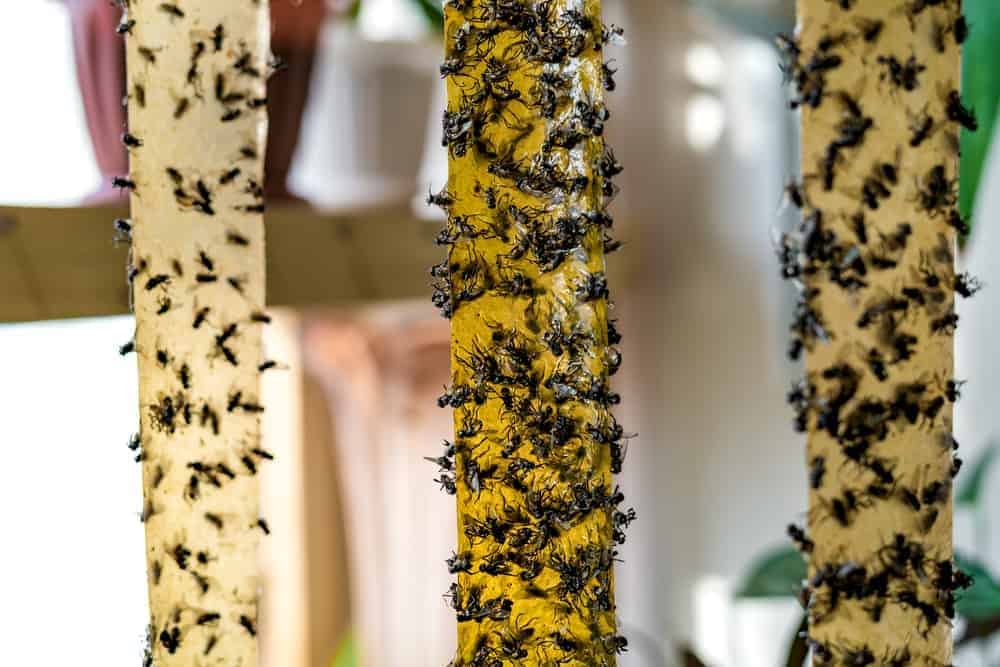 Mealybug and Scale Insect Trap