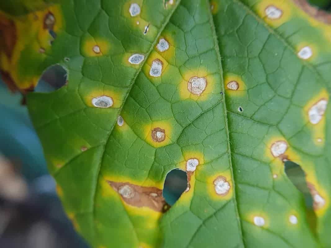 Leaf Spots