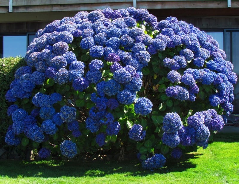 Hydrangeas