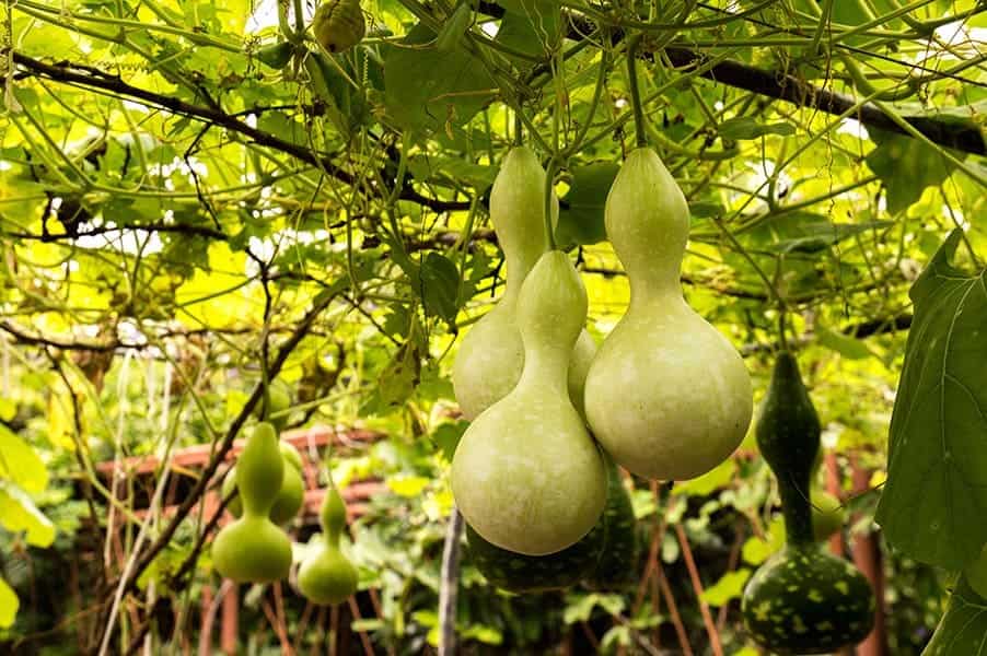 Calabash (Lagenaria Siceraria)