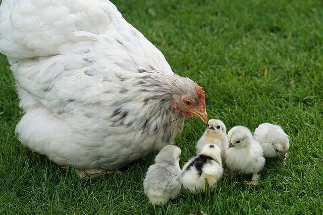 How to Take Care of Broody Hens