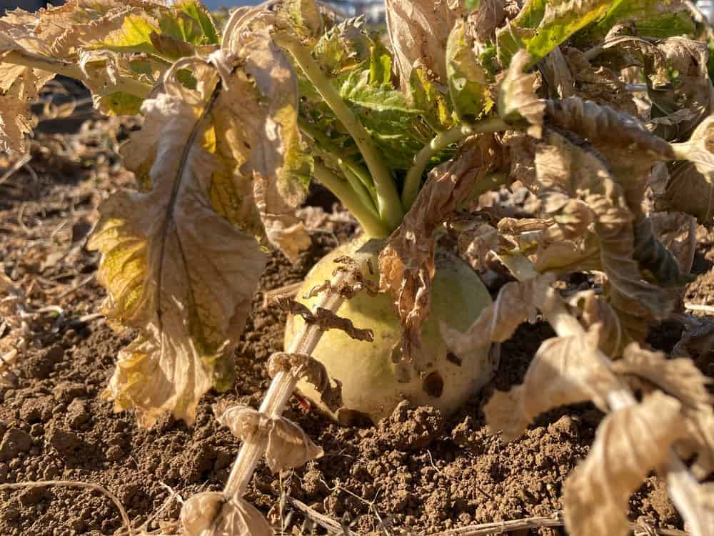 Rotting Roots and Wilting Plants