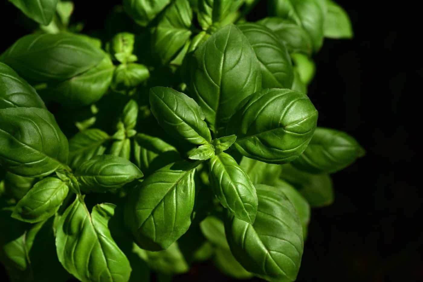 Sweet Basil