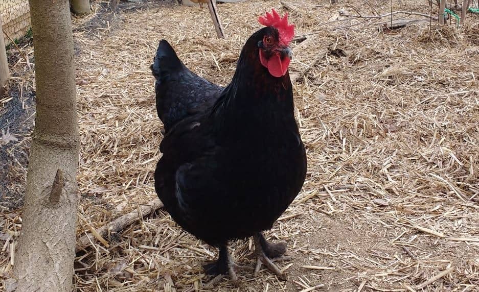 Protecting Your Chickens From Hawks