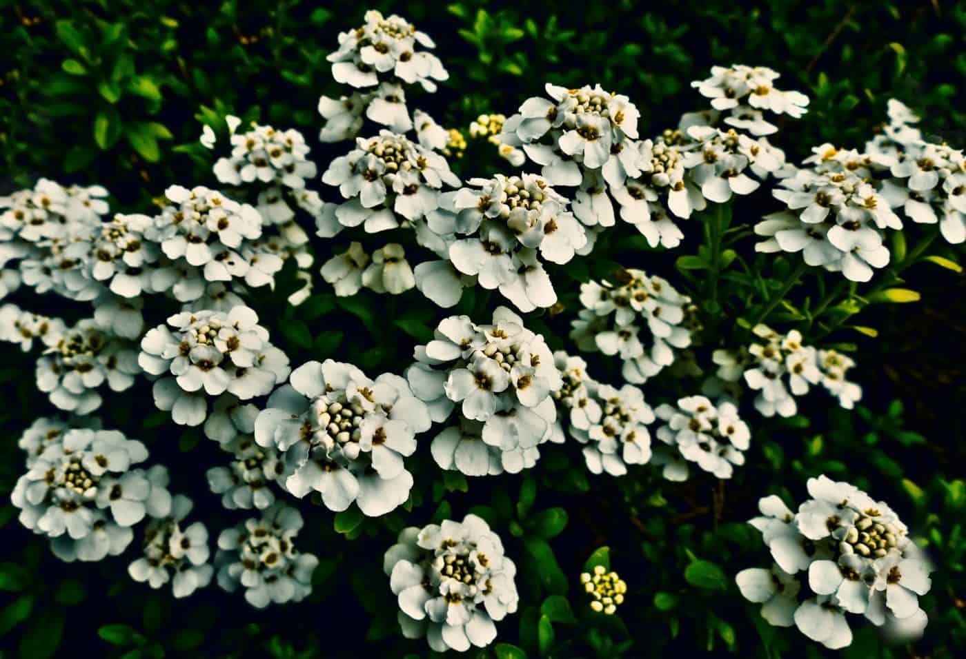 Candytuft (Iberis sempervirens)