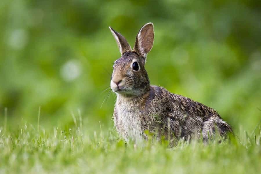 How to Deter Rabbits