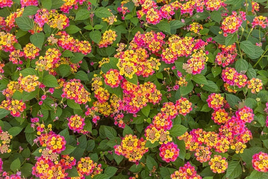 Lantana