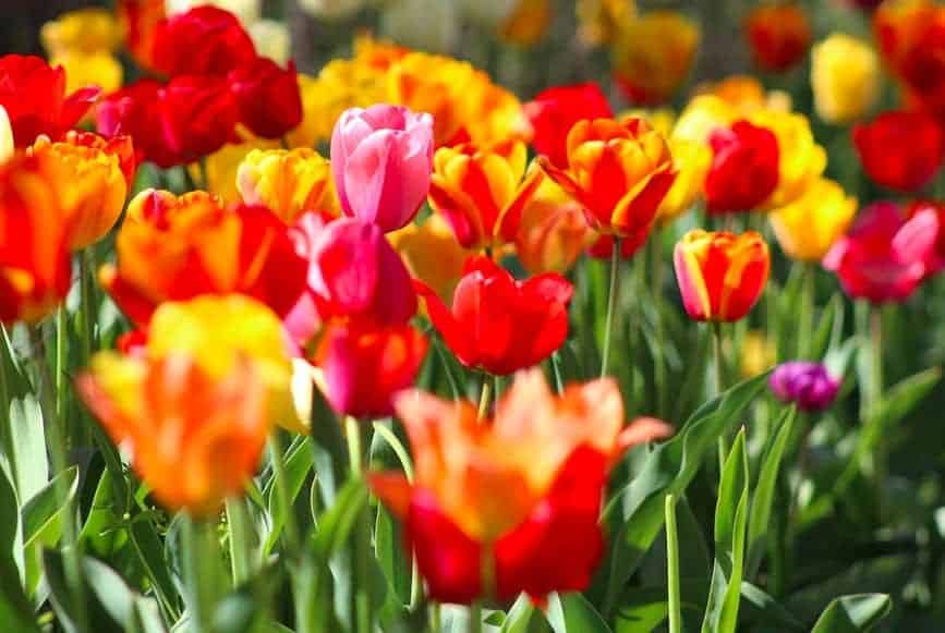 Tulips (Tulipa): Zones 3-8