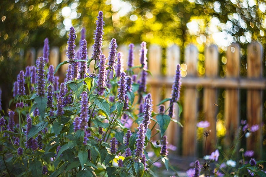 Anise Hyssop