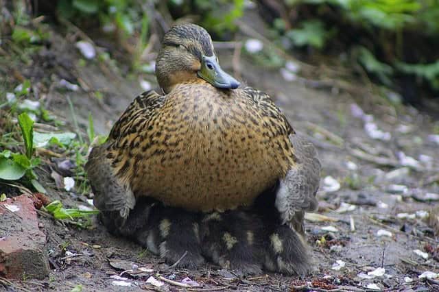 Fact 4: Ducklings Are Weather Ready