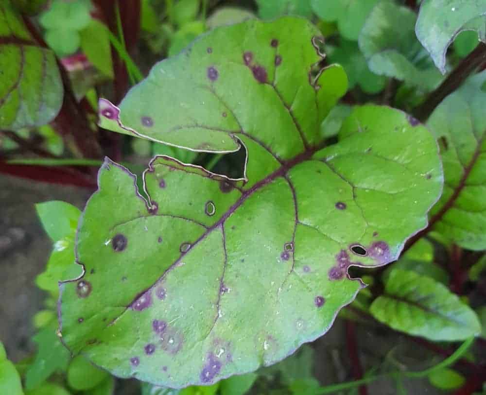 Leaf Spot