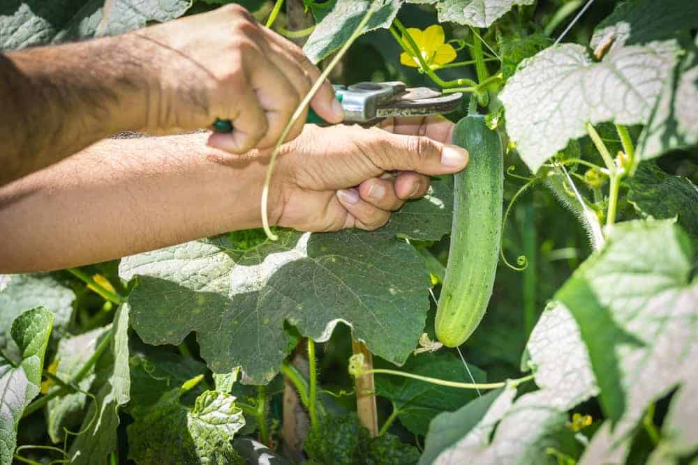 Cucumbers