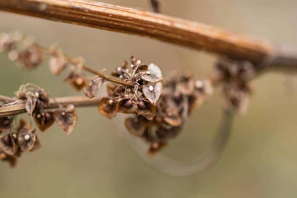 Curly Dock Seeds (Rumex crispus)