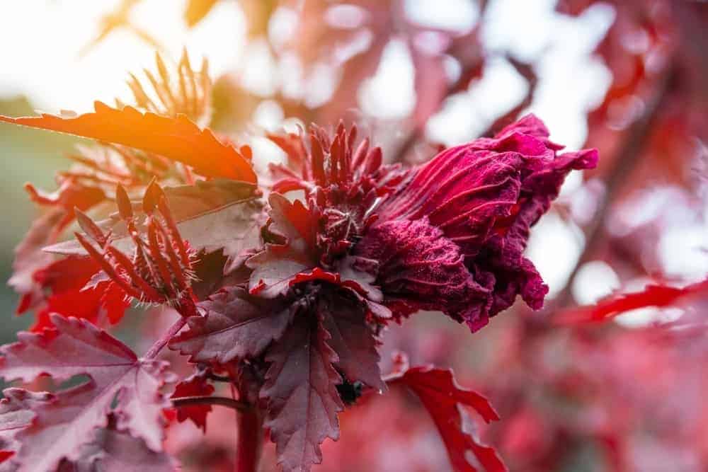 Cranberry Hibiscus