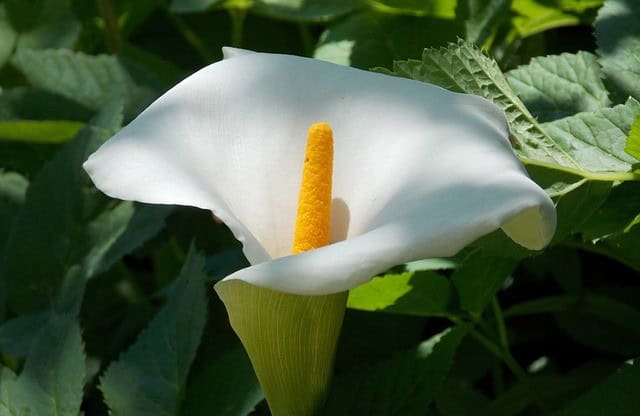 Peace Lily