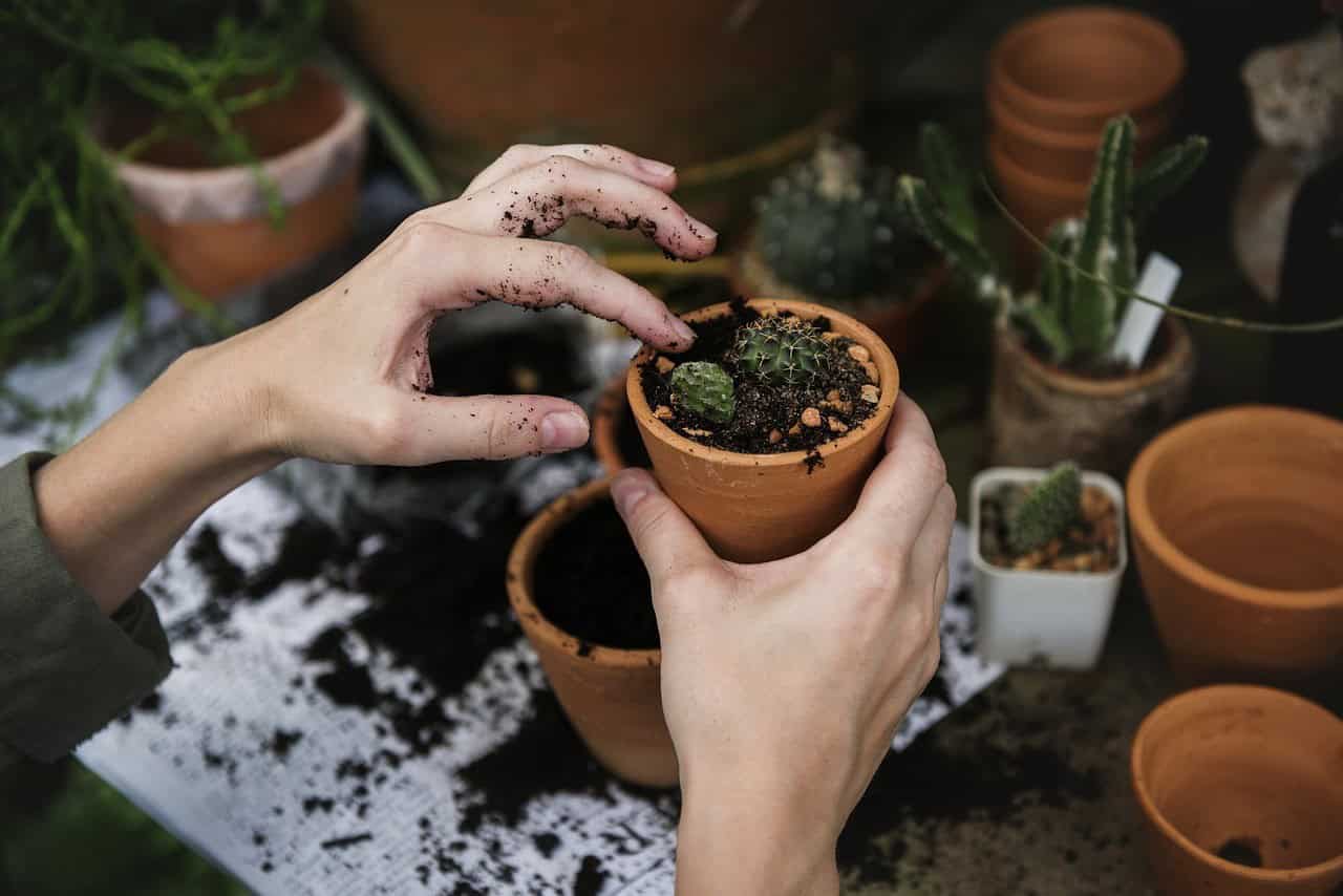 How to Grow a Vertical Garden