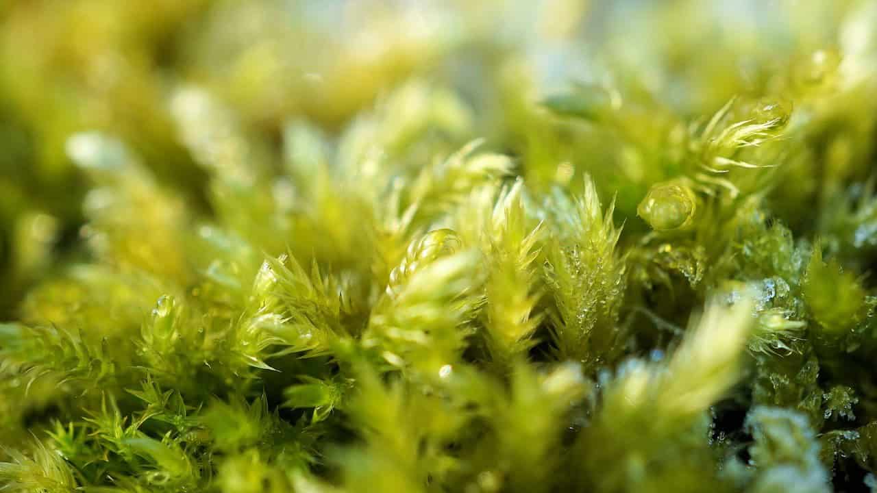 Moss