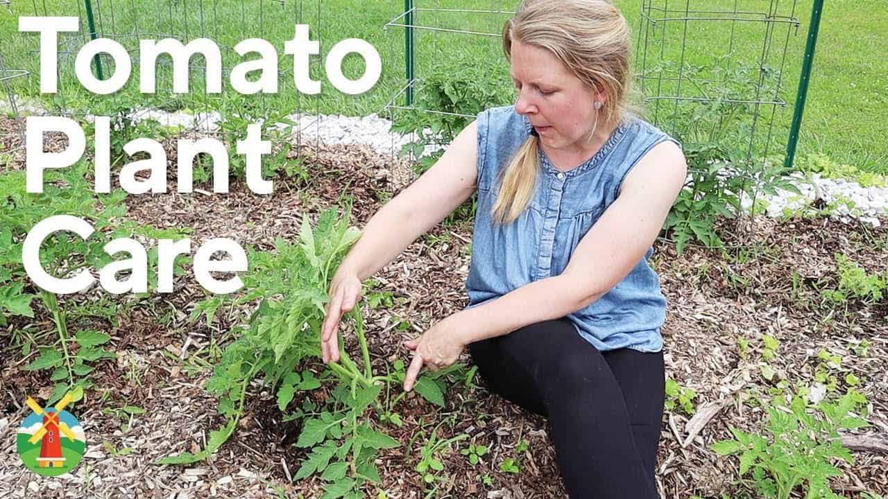 Caring for Your Tomatoes