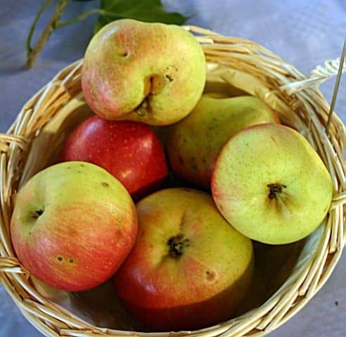 Harvesting and Storing Apples