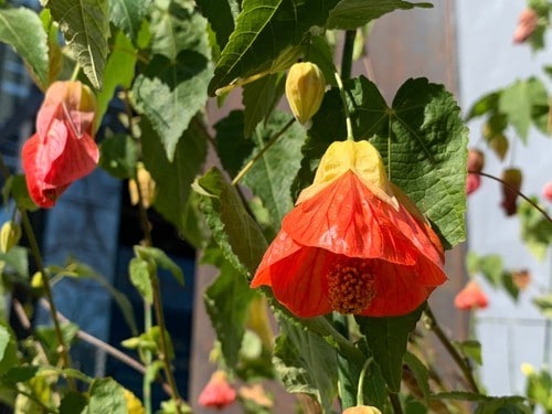 Flowering Maple