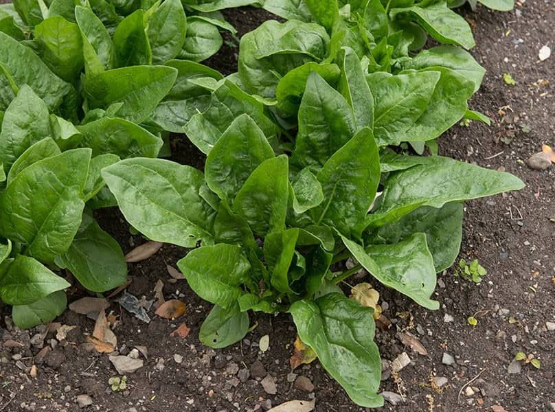 Caring for Your Spinach