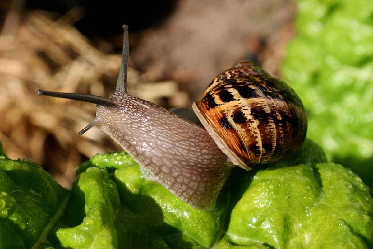 Snails and Slugs