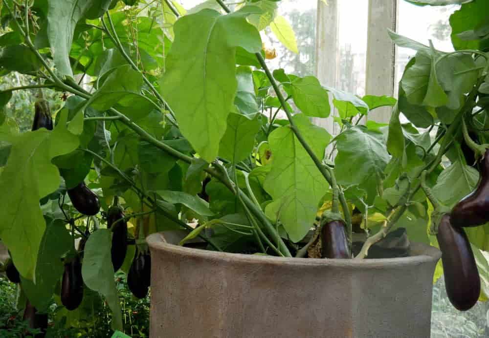 Growing Italian Eggplant