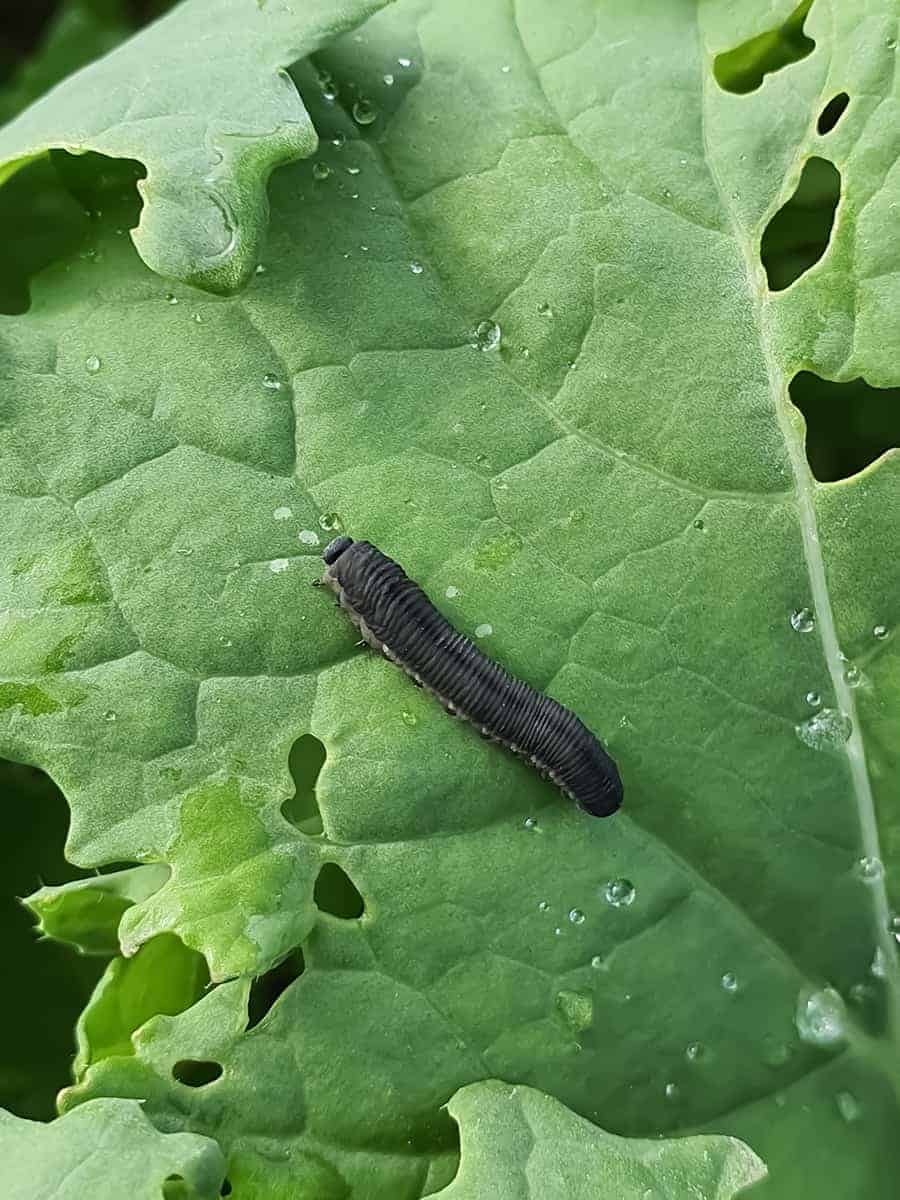 Sawfly Larvae