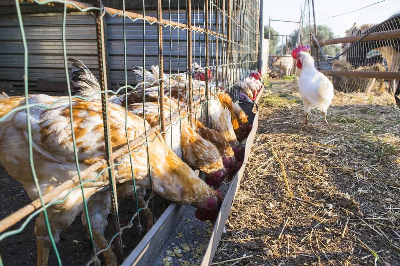 Types of Feed for Your Backyard Chickens